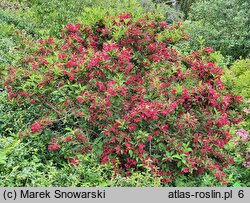 Weigela Red Prince