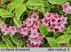 Weigela Looymansii