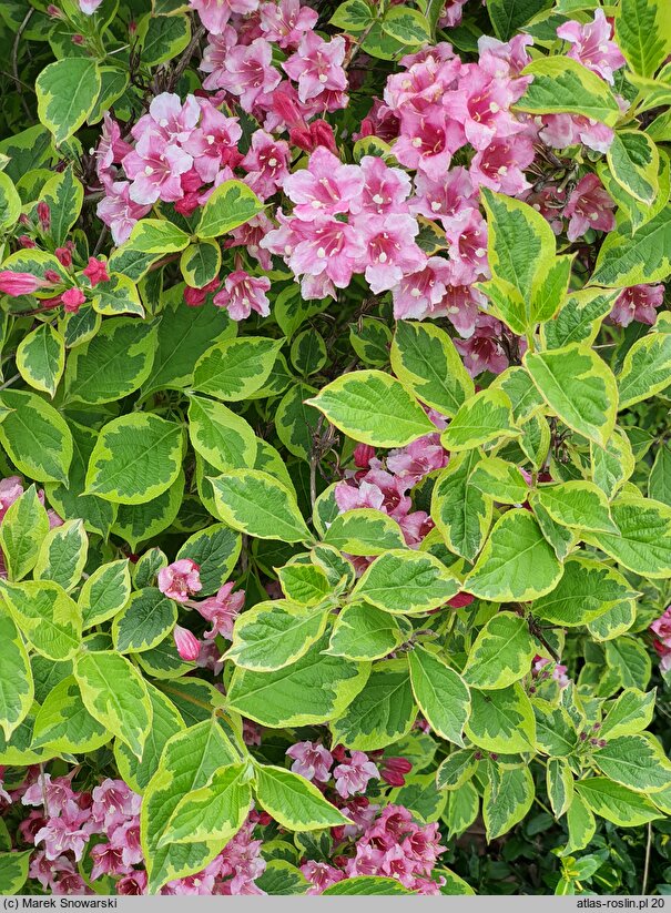 Weigela Looymansii