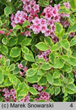 Weigela Looymansii