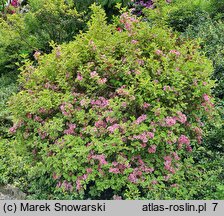 Weigela Looymansii