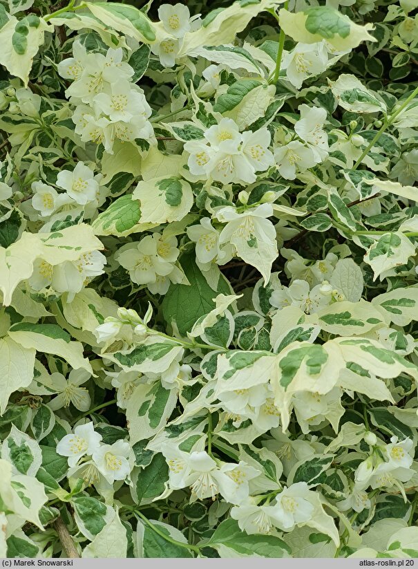 Philadelphus coronarius Variegatus