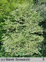 Philadelphus coronarius Variegatus