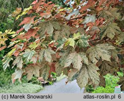 Acer pseudoplatanus Eskimo Sunset