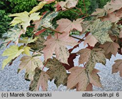 Acer pseudoplatanus Eskimo Sunset