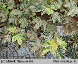 Acer pseudoplatanus Eskimo Sunset