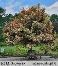 Acer pseudoplatanus Eskimo Sunset