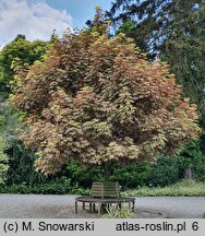 Acer pseudoplatanus Eskimo Sunset