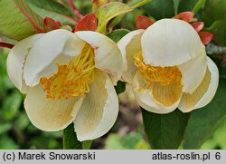 Stewartia serrata (stewarcja piłkowana)