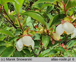 Stewartia serrata (stewarcja piłkowana)