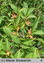 Stewartia serrata (stewarcja piłkowana)