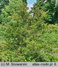 Stewartia serrata (stewarcja piłkowana)