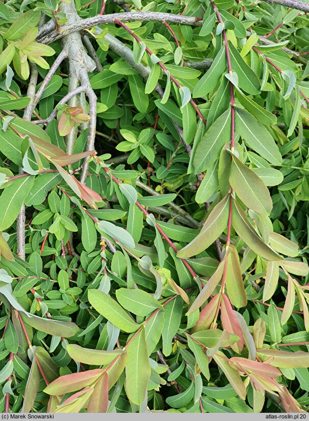 Salix integra Pendula