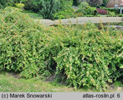 Salix integra Pendula