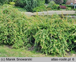 Salix integra Pendula