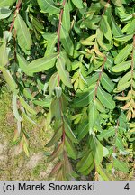 Salix integra Pendula