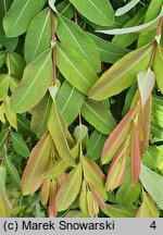 Salix integra Pendula