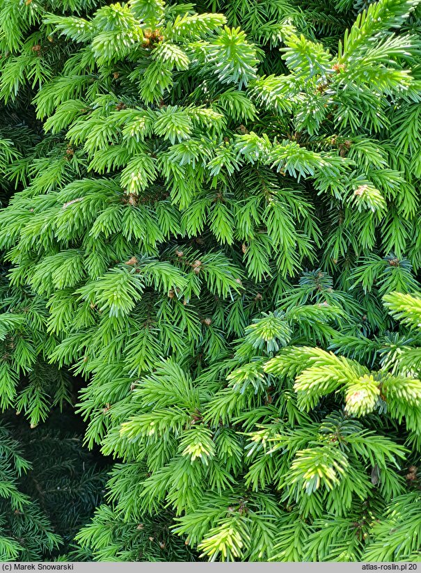 Picea omorika Nana