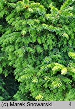 Picea omorika Nana