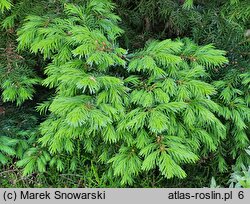 Picea omorika Nana