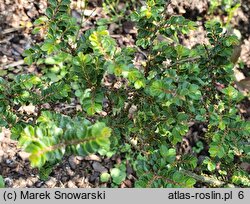 Ulmus parvifolia Hokkaido