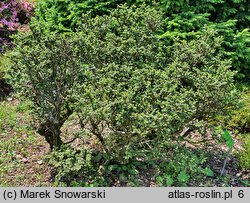 Ulmus parvifolia Hokkaido