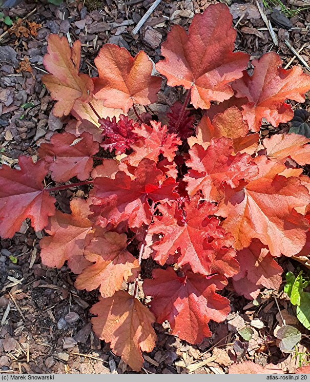 Heuchera Coralberry