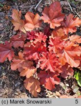 Heuchera Coralberry