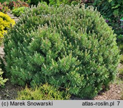 Pinus rotundata Zieleniec WB