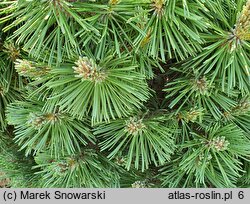 Pinus rotundata Zieleniec WB