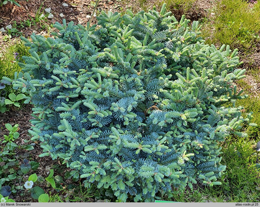 Abies procera Procumbens