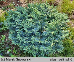 Abies procera Procumbens