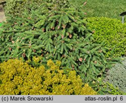 Picea abies Pusch