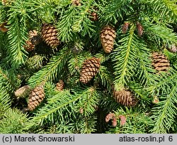 Picea abies Pusch