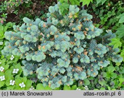 Picea pungens Wojslaw