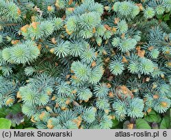 Picea pungens Wojslaw