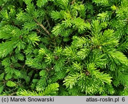 Picea abies Four Winds