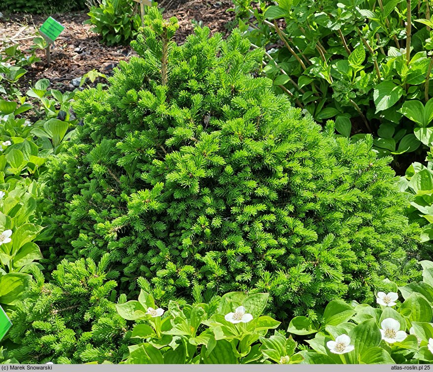 Picea abies Four Winds