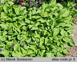 Hosta venusta (funkia piękna)