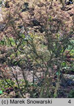 Acer palmatum Marlo