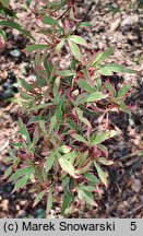 Acer palmatum Marlo