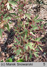 Acer palmatum Marlo