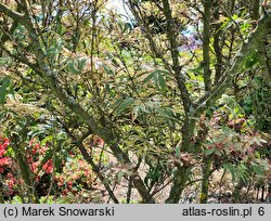 Acer palmatum Marlo