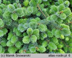 Picea sitchensis Papoose