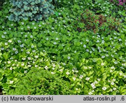 Cornus canadensis (dereń kanadyjski)