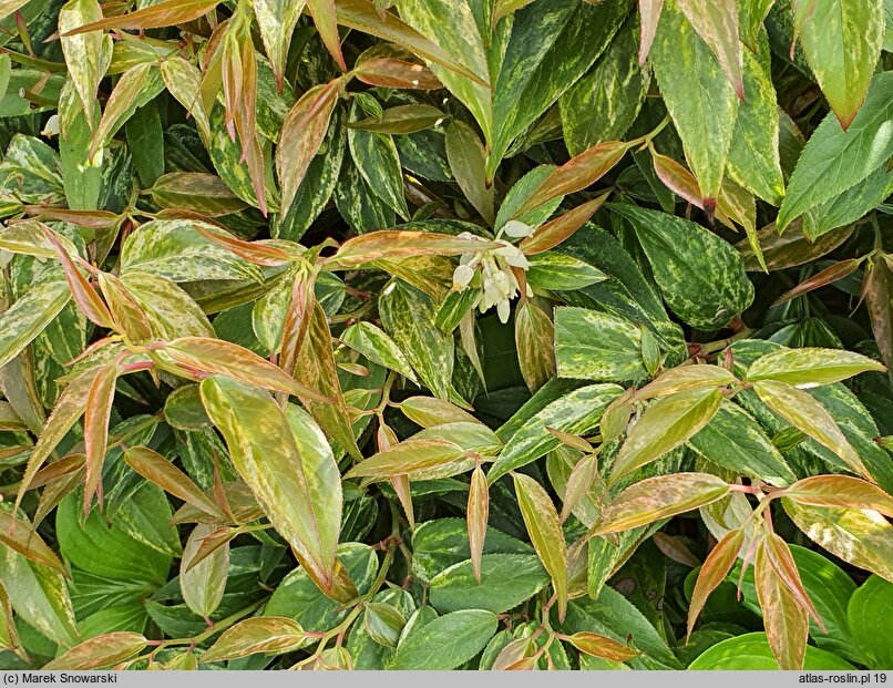 Leucothoe fontanesiana Makijaż