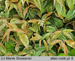 Leucothoe fontanesiana Makijaż