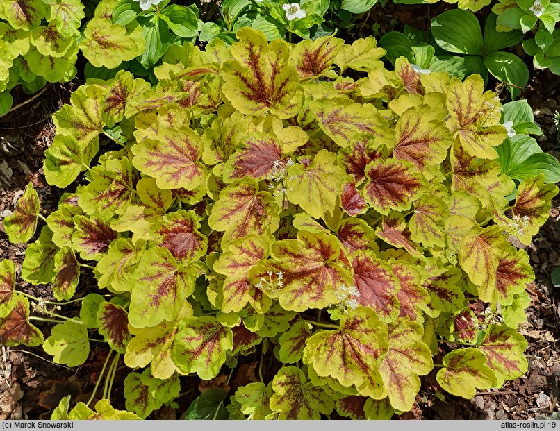 ×Heucherella Solar Eclipse