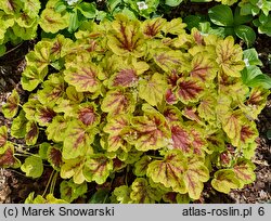 ×Heucherella Solar Eclipse