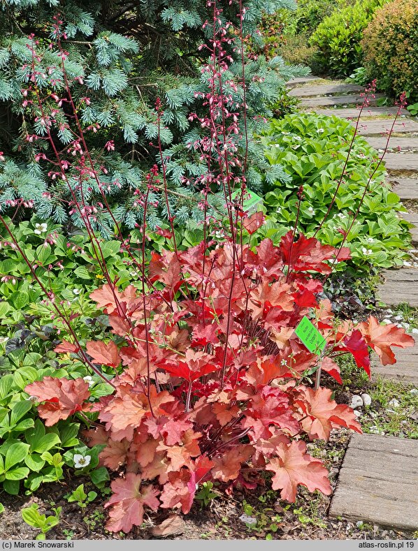 Heuchera Cranberry